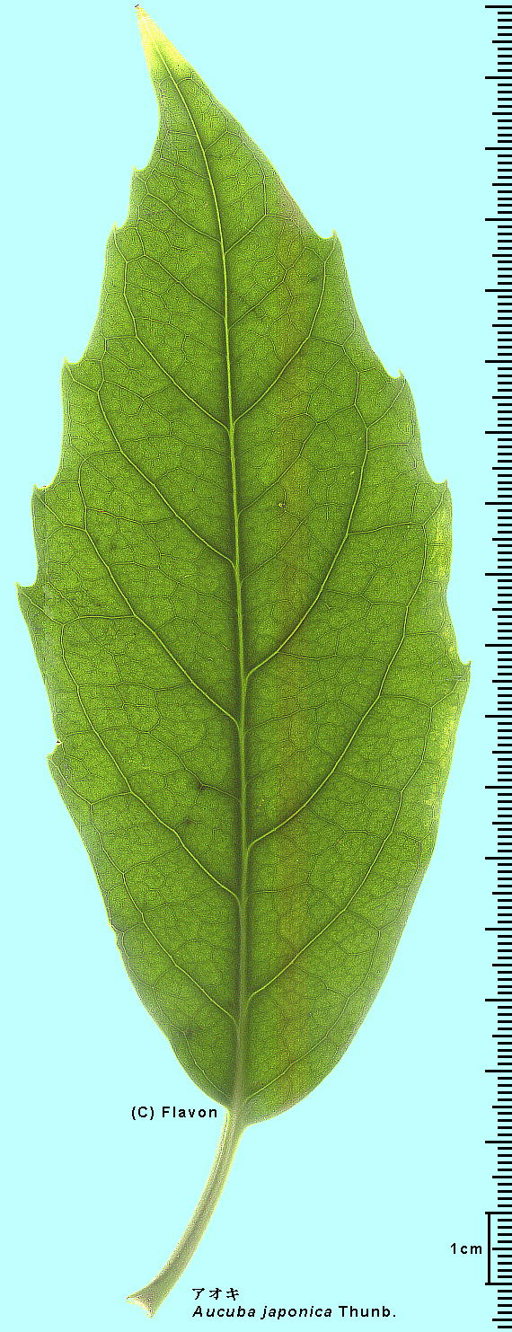 Aucuba japonica Thunb. AIL Leaf t