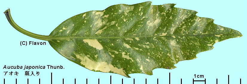 Aucuba japonica Thunb. AIL Leaf t