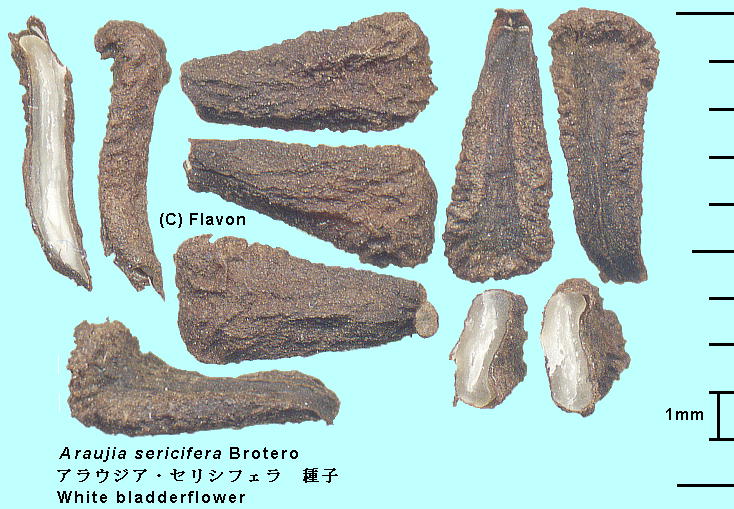 Araujia sericifera Brot. AEWAEZVtF Seeds q