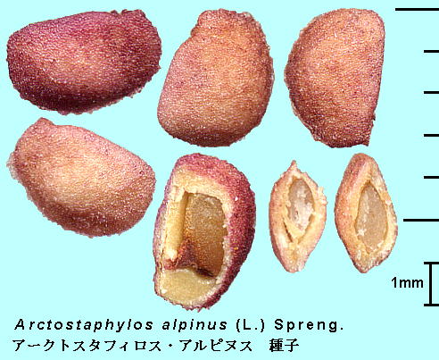 Arctostaphylos alpinus (L.) Spreng. A[NgX^tBXEAskX Seeds q