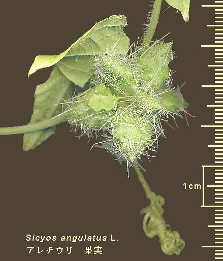 Sicyos angulatus L. A`E Fruits ʎ
