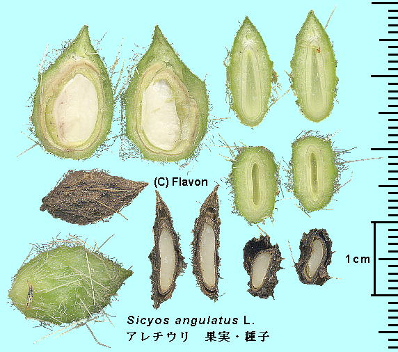 Sicyos angulatus L. A`E Fruits ʎEq