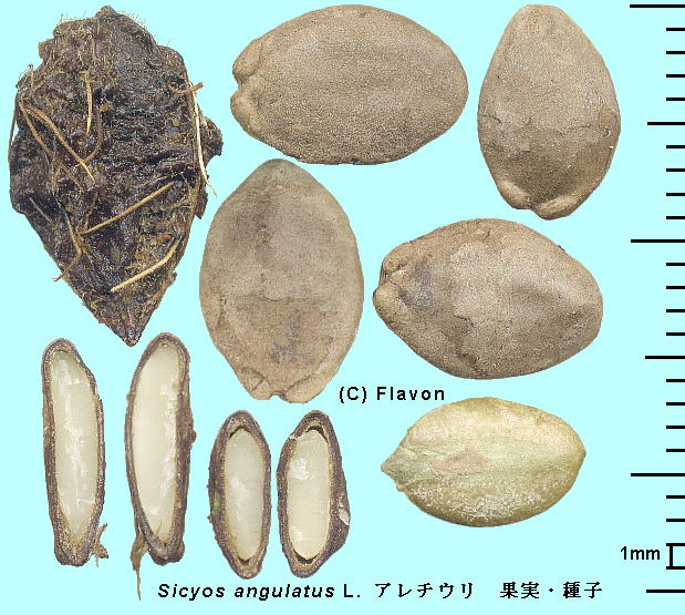 Sicyos angulatus L. A`E Seeds q