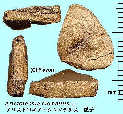 Aristolochia clematitis L. AXgLAEN}``X Seeds q