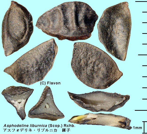 Asphodeline liburnica (Scop.) Rchb. AXtHflEujJ Seeds q