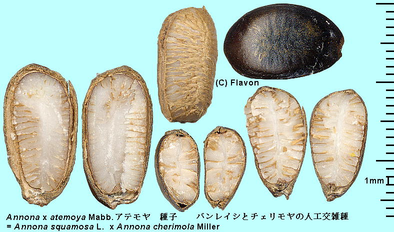 Annona X atemoya Mabb. Ae Seeds q