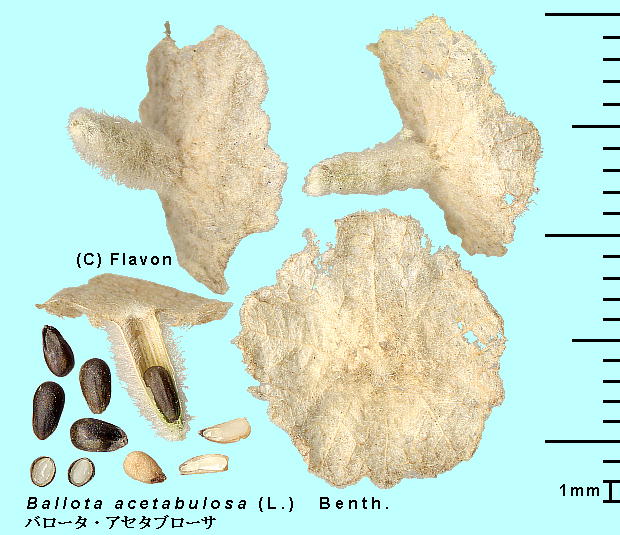 Ballota acetabulosa (L.) Benth. o[^EAZ^u[T Achene,Seeds ʁEq