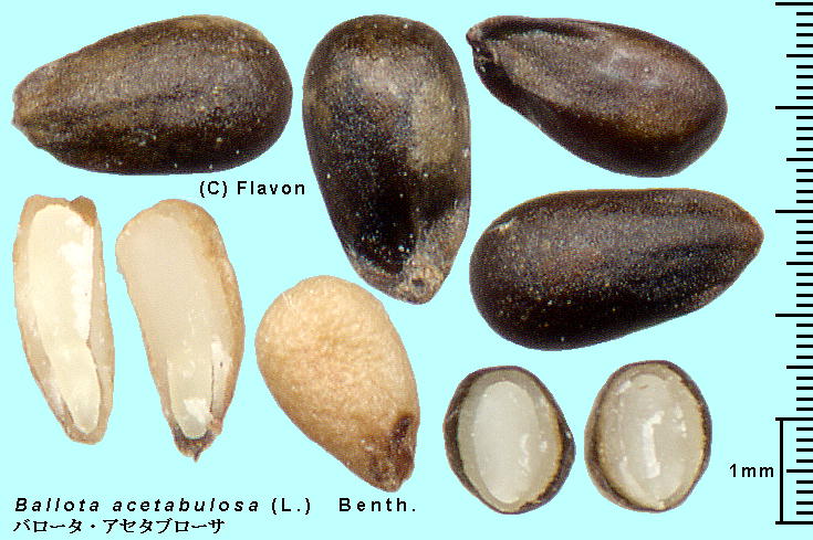 Ballota acetabulosa (L.) Benth. o[^EAZ^u[T Achene,Seeds ʁEq