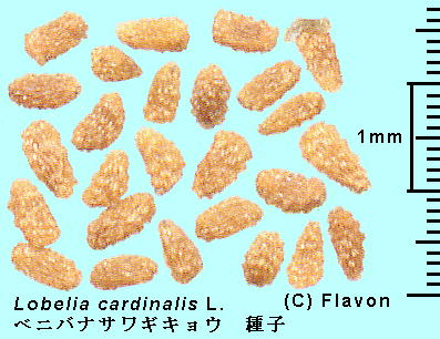 Lobelia cardinalis L. xjoiTMLE Seeds q