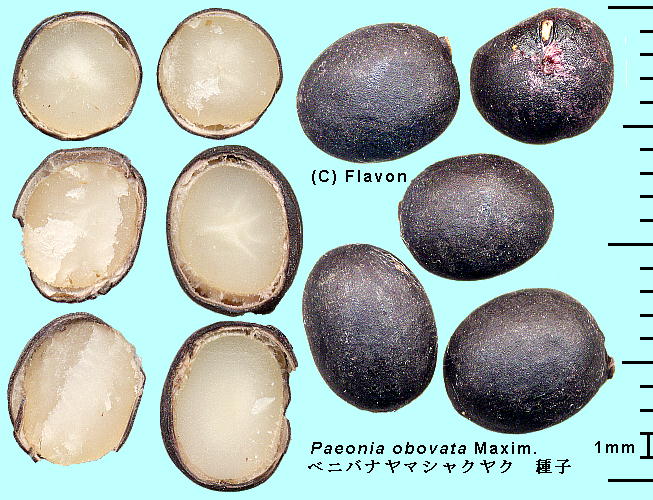 Paeonia obovata Maxim. xjoi}VNN Seeds q