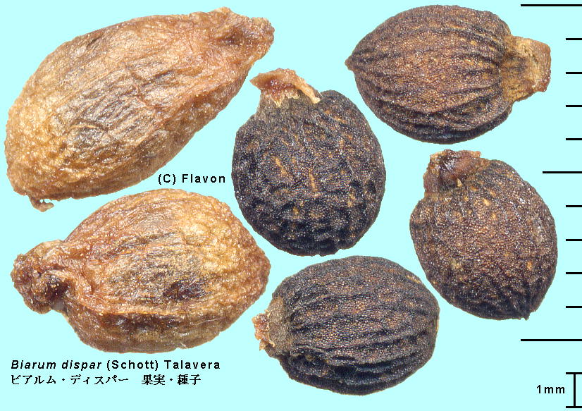 Biarum dispar (Schott) Talavera rAEfBXp[ Fruits, Seeds ʎEq