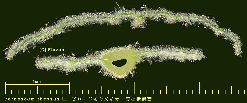 Verbascum thapsus L. r[hEYCJ Leaf t̉f