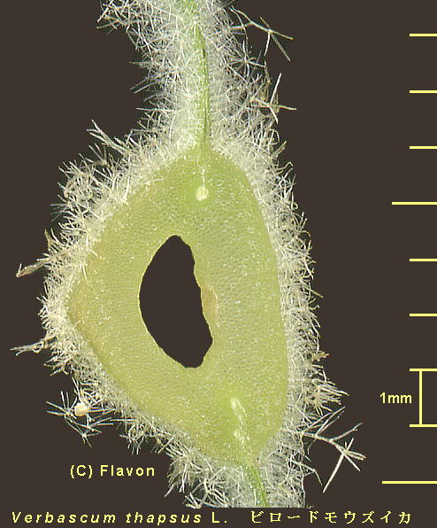 Verbascum thapsus L. r[hEYCJ Leaf t̉f