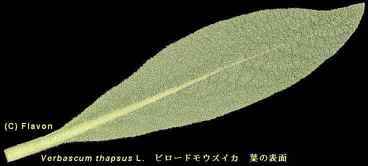 Verbascum thapsus L. r[hEYCJ Leaf t̕\
