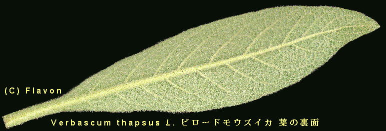 Verbascum thapsus L. r[hEYCJ Leaf t̗
