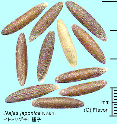 Najas japonica Nakai CggQ q