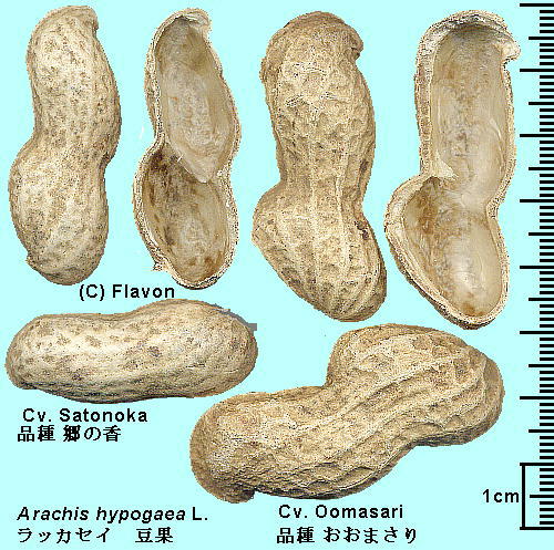 Arachis hypogaea L. Cv. Oomasari, Cv. Satonoka bJZC Cv. ܂A Cv. ̍ Pod 
