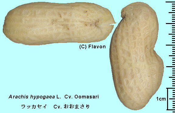 Arachis hypogaea L. Cv. Oomasari bJZC Cv. ܂ Pod ʁi䥂œj