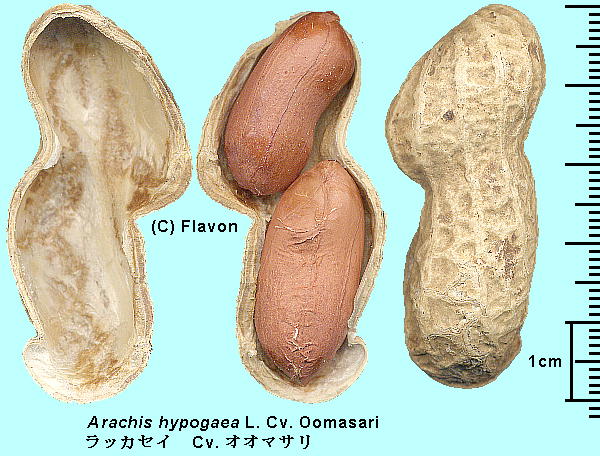 Arachis hypogaea L. Cv. Oomasari bJZC Cv. ܂ Pod, Seed ʁEq