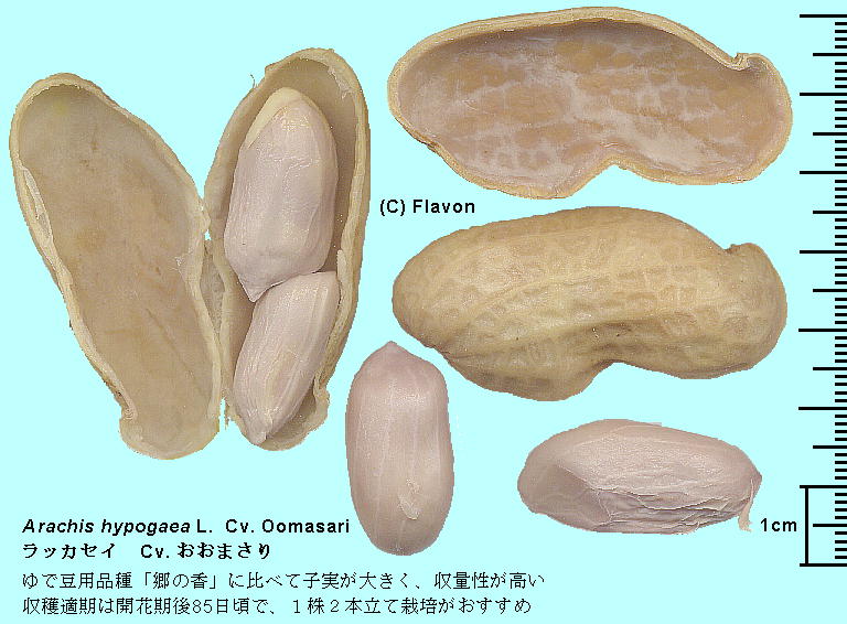 Arachis hypogaea L. Cv. Oomasari bJZC Cv. ܂ Pod, Seed ʁEqi䥂œj