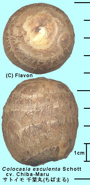 Colocasia esculenta (L.) Schott cv. Chibamaru TgC gΊہh 