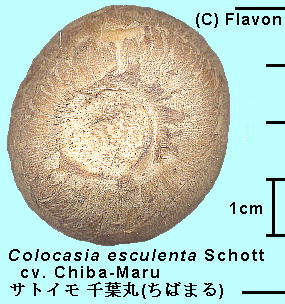 Colocasia esculenta Schott cv. Chibamaru TgC gΊہh 
