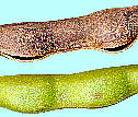 Erythrina crista-galli アメリカデイゴ 果実