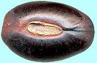 Erythrina crista-galli アメリカデイゴ 種子