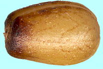 Aucuba japonica Thunb. アオキ 種子