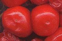 Arisaema sp. : Fruits テンナンショウ属の果実