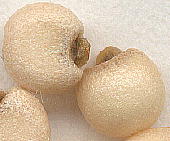 Arisaema sp. : Seeds テンナンショウ属の種子