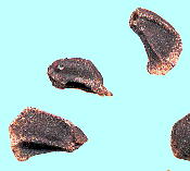 Calylophus serrulatus カリロファス・セルラータス 種子