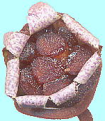 Cyclamen neapolitanum シクラメン・ネアポリタナム 果実・種子