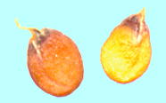 Draba aizoides ドラバ・アイゾイデス 種子