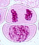 Calanthe discolor  エビネ 細胞分裂・染色体