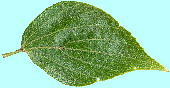 Celtis sinensis var. japonica エノキ 葉、幼果