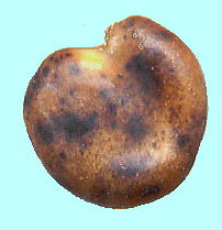 Oxytropis japonica var. sericea エゾオヤマノエンドウ 種子