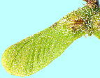 Acer japonicum Thunb. ハウチワカエデ 果実