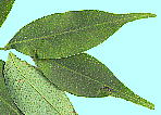 Rhus succedanea Linn. n[mL t