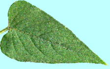 Paederia scandens (Lour.) Merrill ヘクソカズラ 葉・葉脈