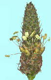 Plantago lanceolata ヘラオオバコ 花序