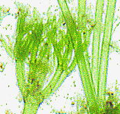 Nitella pseudoflabellata A. Braun subsp. pseudoflabellata f. pseudoflabellata ホンフサフラスコモ