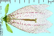 Campanula punctata ホタルブクロ 花の断面
