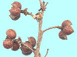 Tripetaleia paniculata ホツツジ 裂開した果実