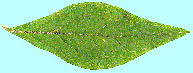 Tripetaleia paniculata ホツツジ 葉・葉脈