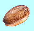Platycodon grandiflorum : Seed キキョウ 種子