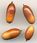 Quercus serrata コナラ 堅果