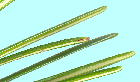 Sciadopitys verticillata (Thunb.) Sieb. et Zucc コウヤマキ 葉