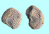 Lychnis flos-jovis リクニス・フロスジョビス 種子