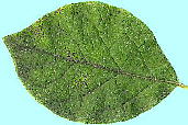 Lonicera gracilipes var. glandulosa ミヤマウグイスカグラ 葉